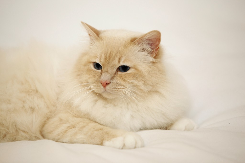Dorje Ling Lord Hamilton - sacro di birmania cream point